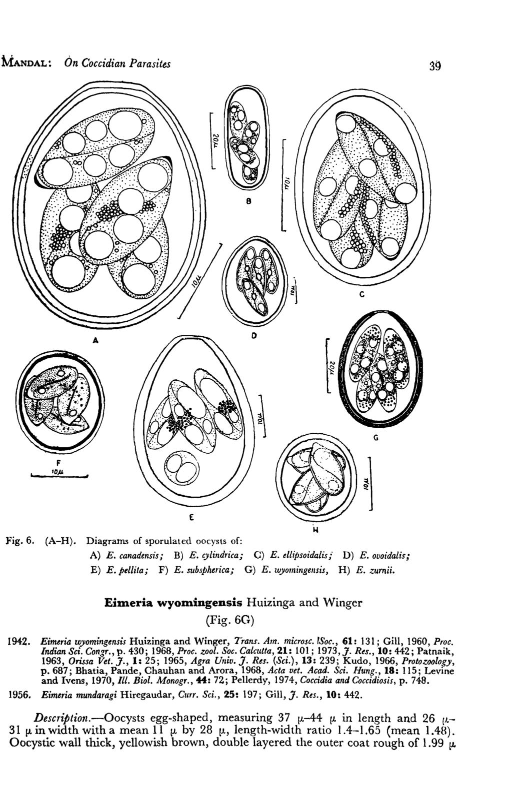 MANDAL: On Coccidia" Parasites G F fop ~l E Fig. 6. (A-H). Diagrams of sporulated oocysts of: A) E. canadensis; B) E. cylindrica; C) E. ellipsoidalis;" D) E.ovoidalis; E) E. pellita; F) E.