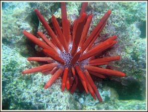 Brittle stars Sea urchins 7 NOAA, David Burdick 8 Sand dollars Sea cucumber 9