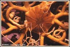 Ophiuroidea Brittle stars and