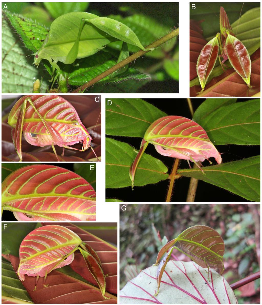 72 S. INGRISCH, K. RIEDE, G. BECCALONI Fig. 3. Eulophophyllum species in habitat (A, D, G) and sitting on red leaves (B-C, E-F): A, E. kirki sp. n. male (Danum); B-F, E. kirki sp. n. female (Danum); G, E.