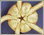 oral side 37 Ophiuroidea Brittle stars