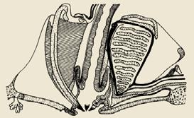 Echinoidea Aristotle s lantern Dental sac Tooth Pyramid
