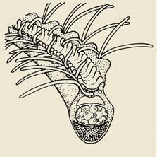 Crinoidea Pinnule Podium