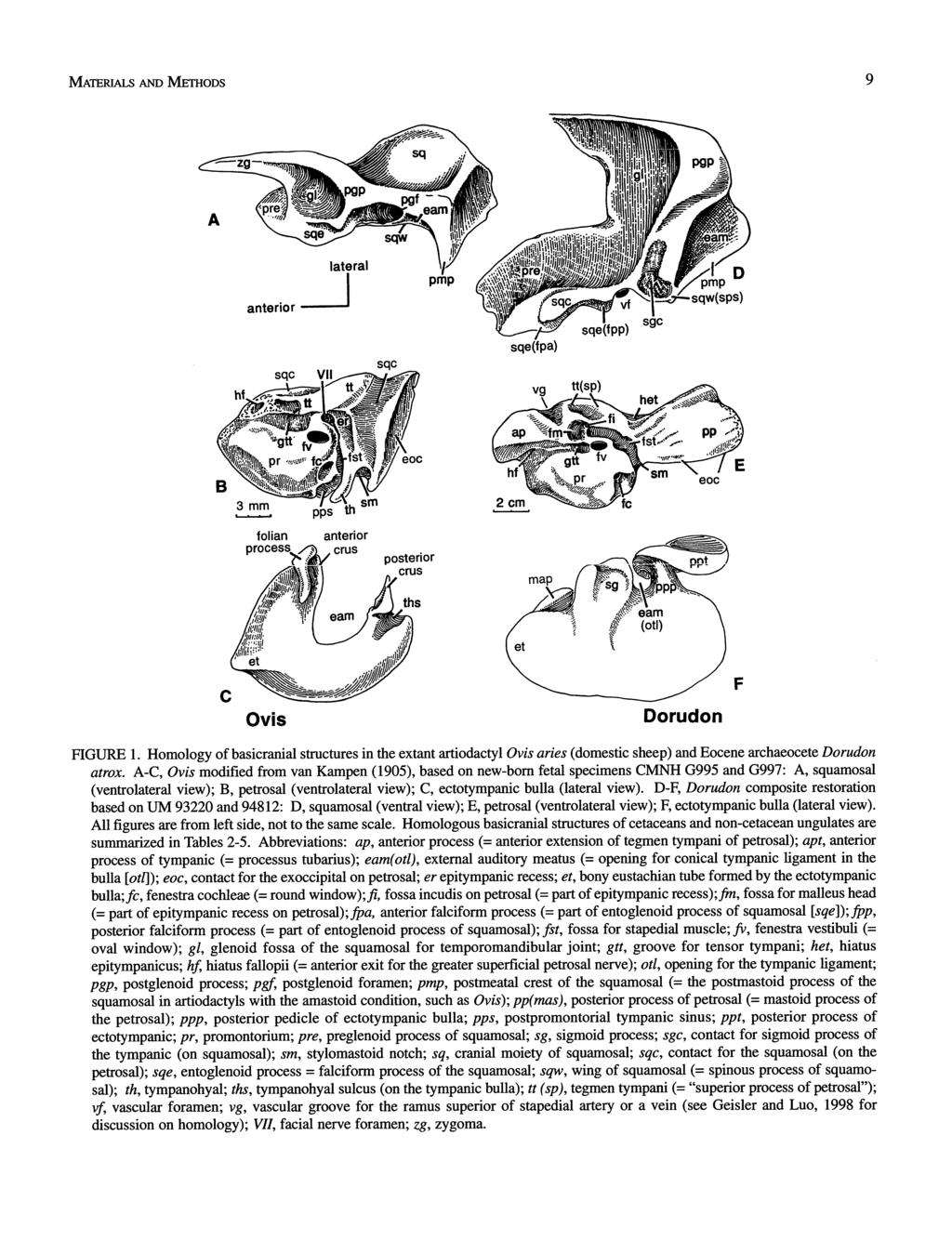 folian processp% anterior crus posterior Ovis Dorudon FIGURE 1. Homology of basicranial structures in the extant artiodactyl Ovis aries (domestic sheep) and Eocene archaeocete Dorudon atrox.
