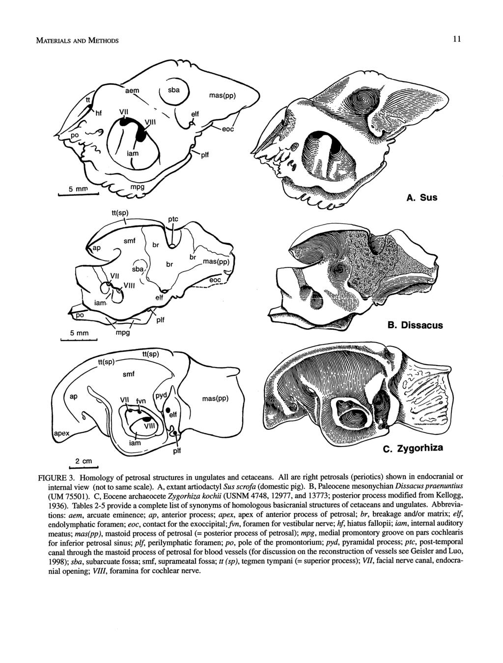 B. Dissacus FIGURE 3. Homology of petrosal structures in ungulates and cetaceans. All are right petrosals (periotics) shown in endocranial or internal view (not to same scale).
