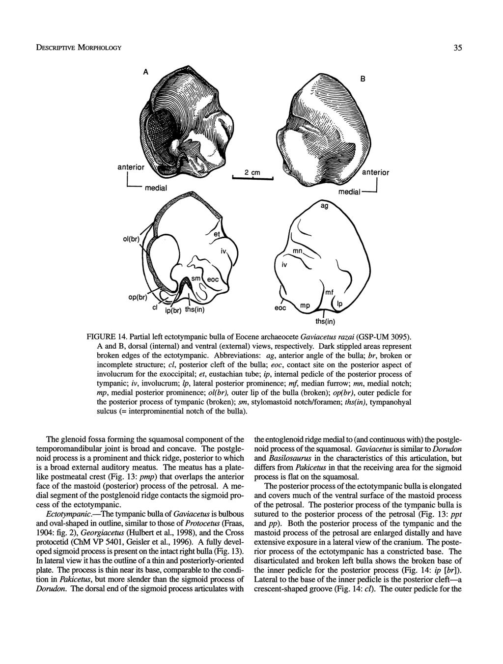 - medial medial FIGURE 14. Partial left ectotympanic bulla of Eocene archaeocete Gaviacetus razai (GSP-UM 3095). A and B, dorsal (internal) and ventral (external) views, respectively.