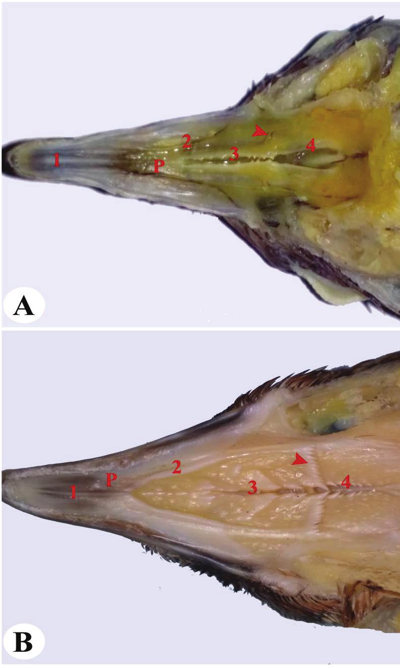 Fig (1): Photograph of the roof of the oropharynx of laughing dove (A) and of Japanese quail (B).