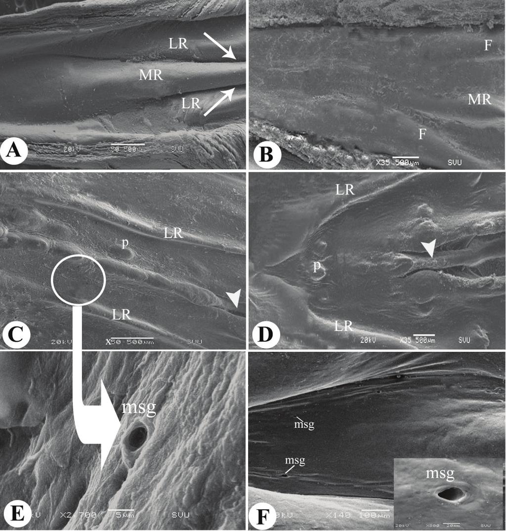 Fig (2): Scanning electron micrograph of the palate of laughing dove (A, C & E) and of Japanese quail (B, D&F).