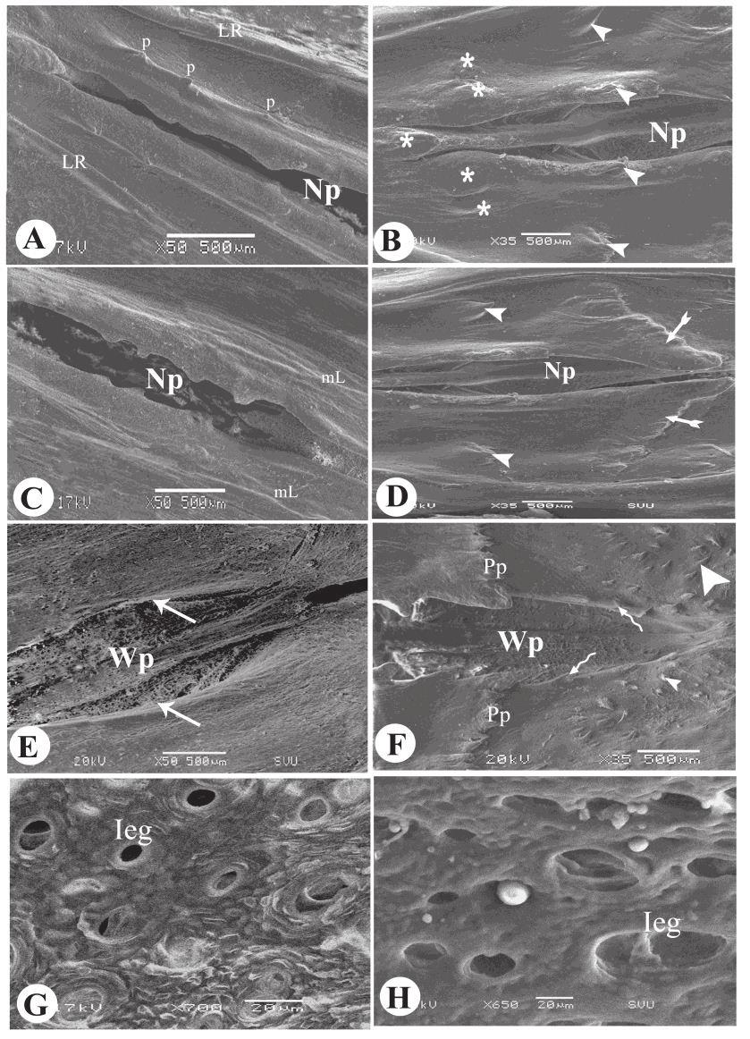 Fig (3): Scanning electron micrograph of the choanal slit of laughing dove (A, C, E&G) and of Japanese quail (B, D, F& H).