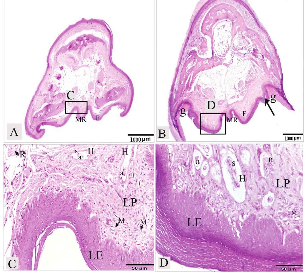 Fig (5): Photomicrograph of a cross-section of the rostral part of the palate of laughing dove (A&C), of Japanese Quail (B&D) stained with H&E.