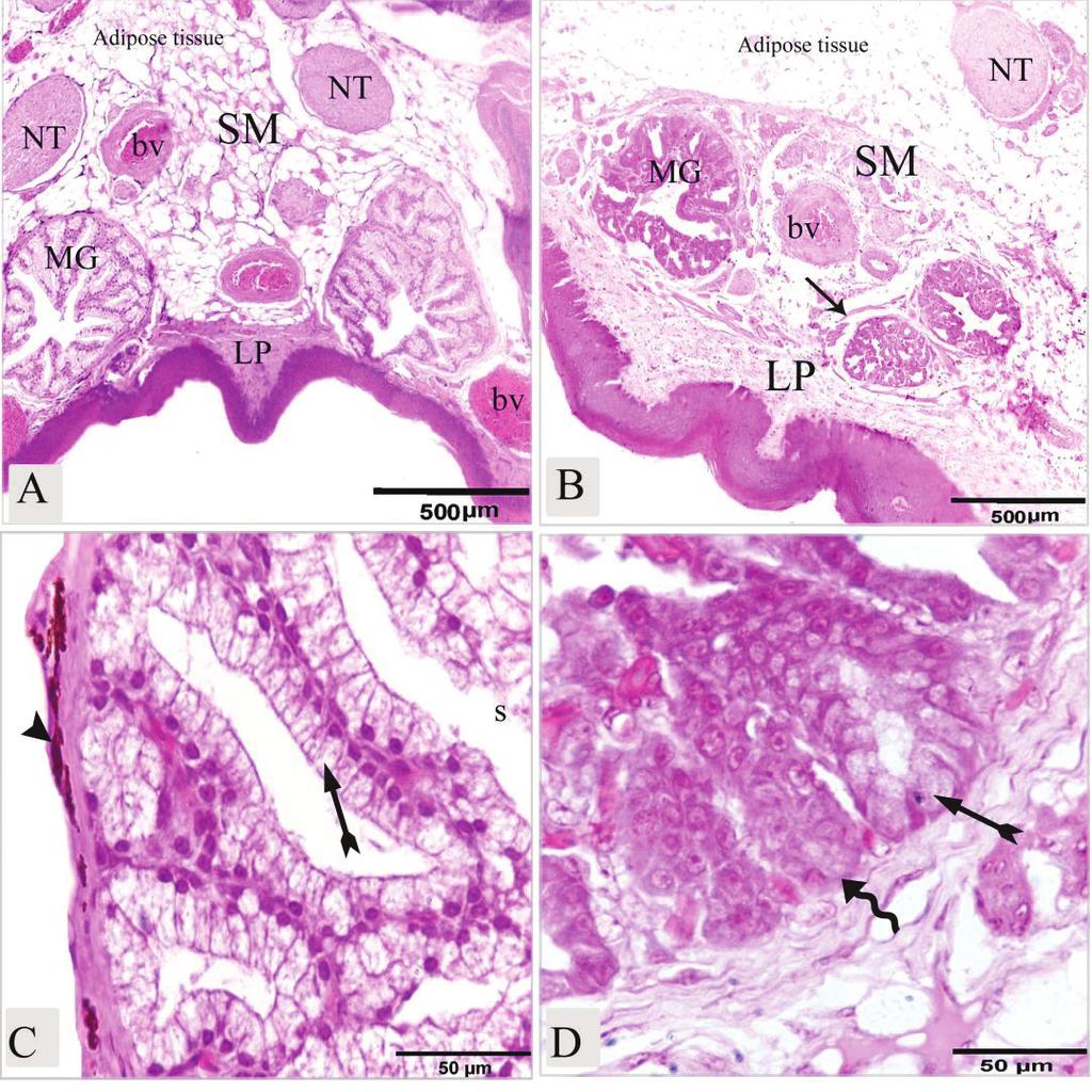 Fig (6): Photomicrograph of cross-section of rostral part of the palate at level of the maxillary glands of laughing dove (A&C), of Japanese Quail (B&D) stained with H&E.