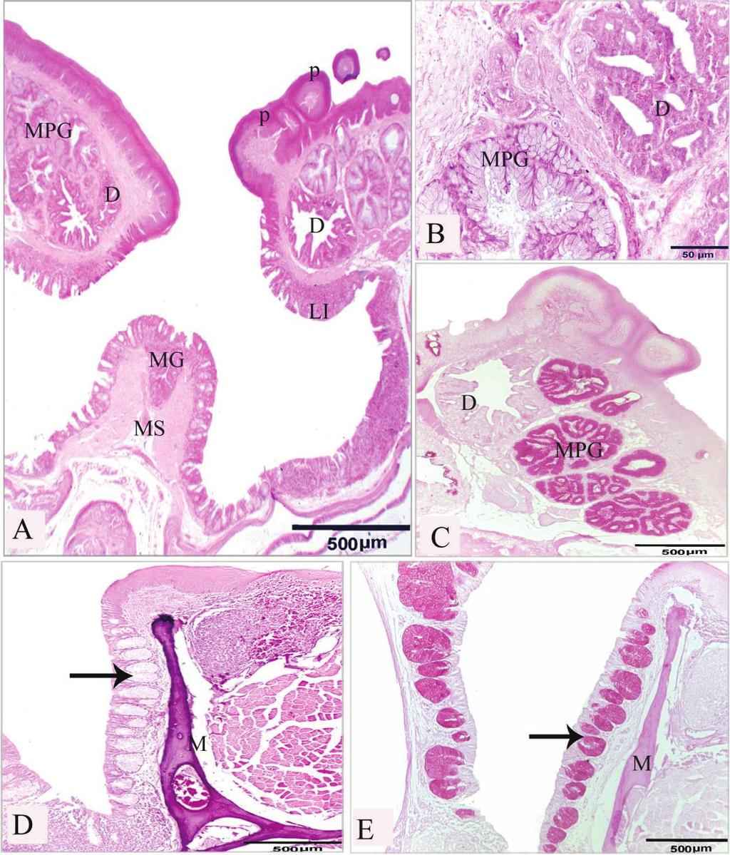 Fig (8): Photomicrograph of the wide part of the choanal slit of Japanese quail (A-C), of laughing dove (D&E). A, B, D stained with H&E, (C, E) stained with PAS.