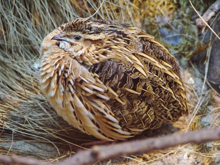 Animal species in this Issue Common quail, (Coturnix coturnix) Kingdom: Animalia & Phylum: Chordata & Class: Aves & Subclass: Neomithes & Infraclass: Neognathae & Superorder: Neoaves & Order: