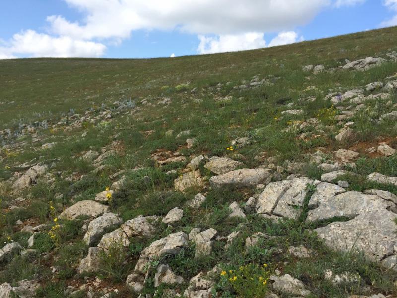 New records of Transcaucasian Nose-horned Viper 95 al. 1988, Mallow et al. 2003, Göçmen et al. 2014). The area is located around 2000 m a.s.l. and is void of any woody vegetation.