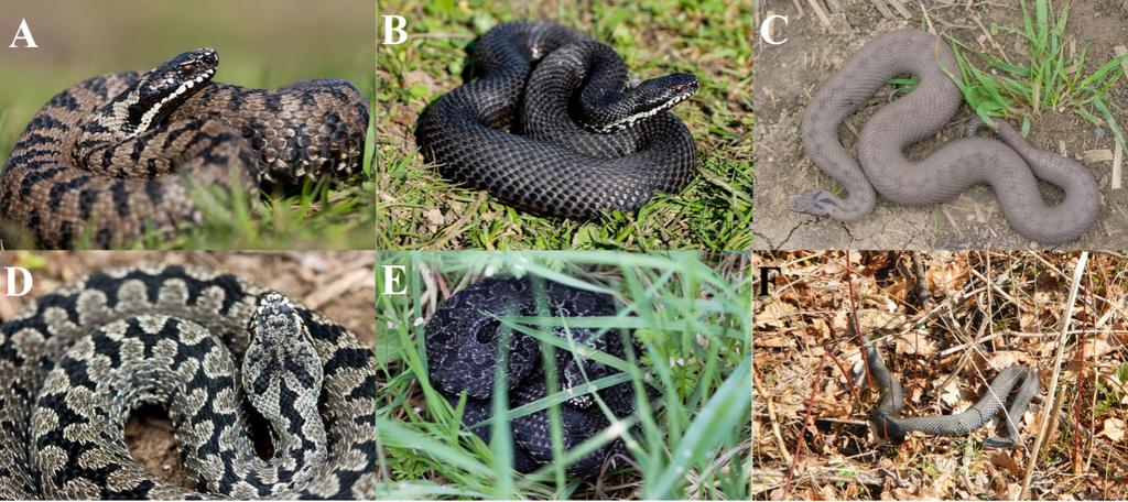 Herpetological Conservation and Biology Figure 2. Three co-occurring Balkan Adder (Vipera berus bosniensis) morphs.