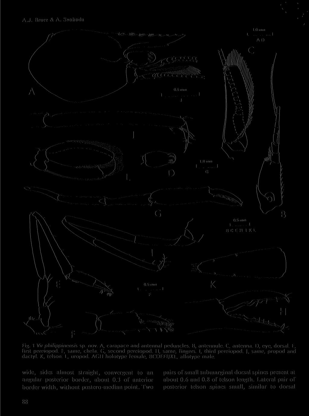 A.J. Bruce & A. Svoboda Fig. 1 Vir philippinensis sp. nov. A, carapace and antennal peduncles. B, antennule. C, antenna. D, eye, dorsal. E, first pereiopod. F, same, chela. G, second pereiopod.