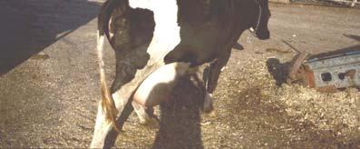 Laminitis in Dairy Cattle Significance of Locomotion Scores