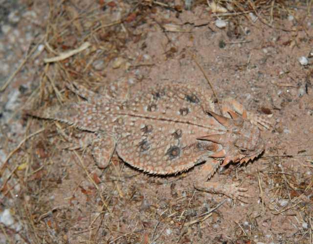 Primarily a nocturnal insect, evidence of the Sand Treader Cricket can be found on morning walks by observing tracks and the small tunnels it digs into the sand dunes at night.