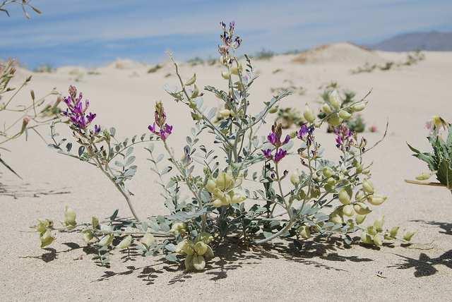 Scriven 4 The Coachella Valley Milk-Vetch Plant, Astragalus lentignosus var. coachellae is another endangered species endemic only to the valley.