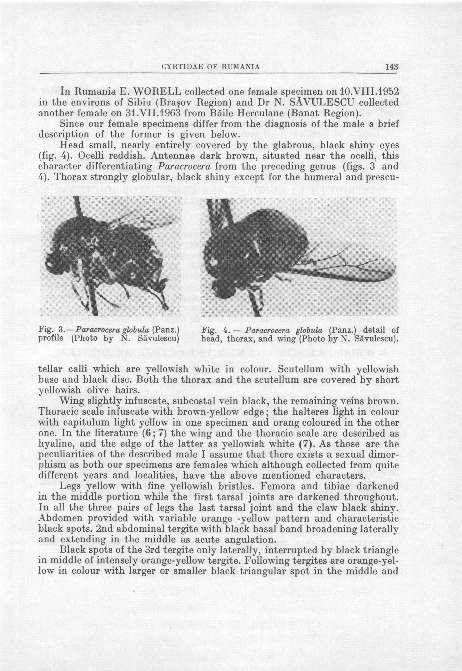 CYRTIDAE OF RUITANIA 143 ln Rumania E. WORELL collected one female specimen on IO.VIII.1952 in the environs of Sibiu (Bragov Region) and Dr N.-SAVULESCU collected another female on 31.VII.1963 from Bdile Herculane (Banat Region).