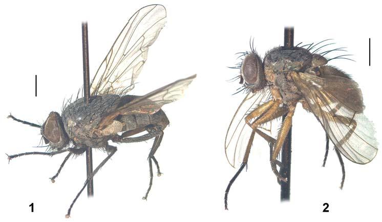 New species of Helina (Diptera) from Iran Fig. 1 2. 1 Helina banari sp.nov.: male holotype, lateral view (bar = 1mm). 2 Helina oborili sp.nov.: female holotype, lateral view (bar = 1 mm).
