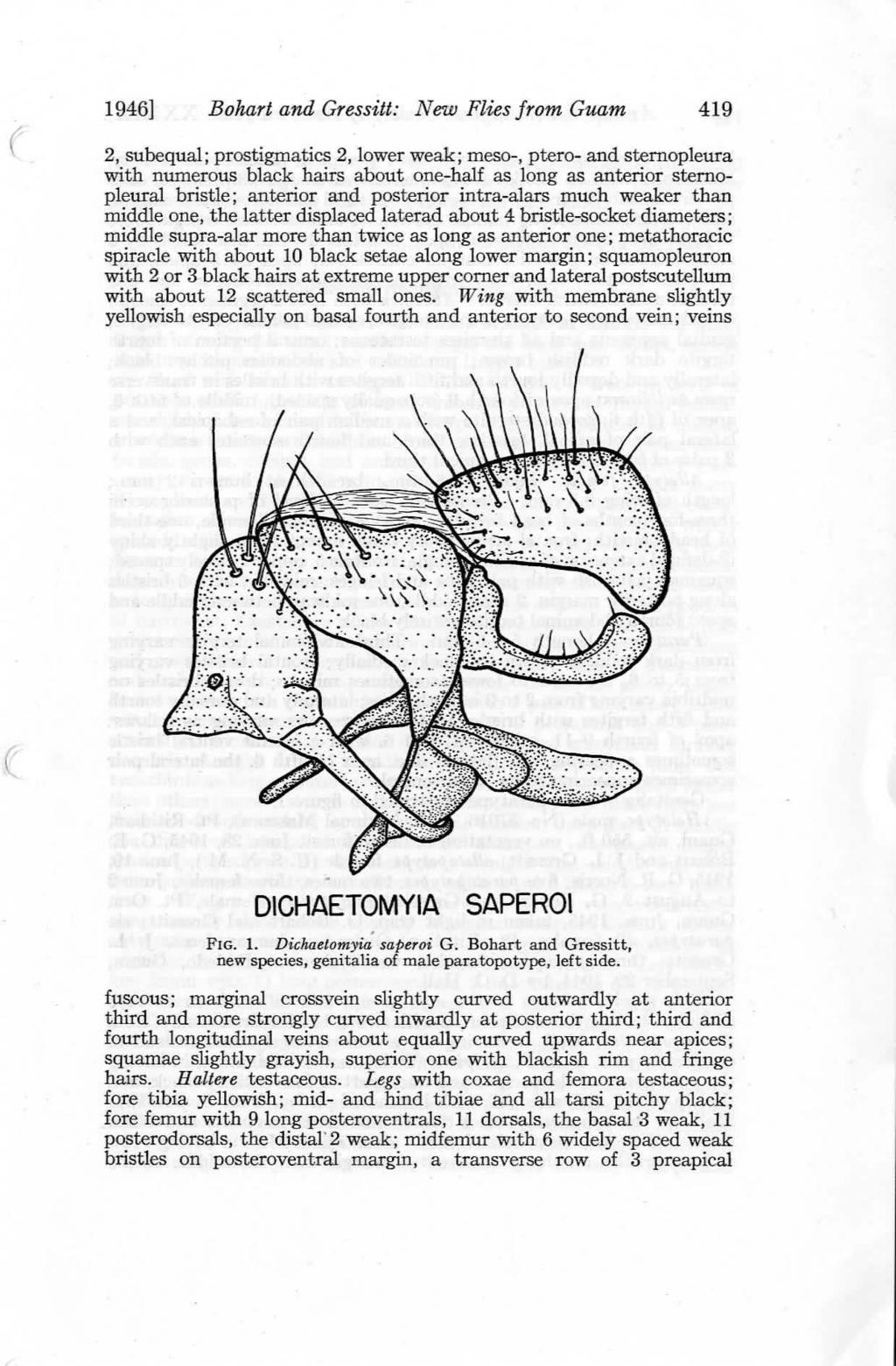 1946] Bohart and Gressitt: New Flies from Guam 419 2, subequal; prostigmatics 2, lower weak; meso-, ptero- and stemopleura with numerous black hairs about one-half as long as anterior sternopleural