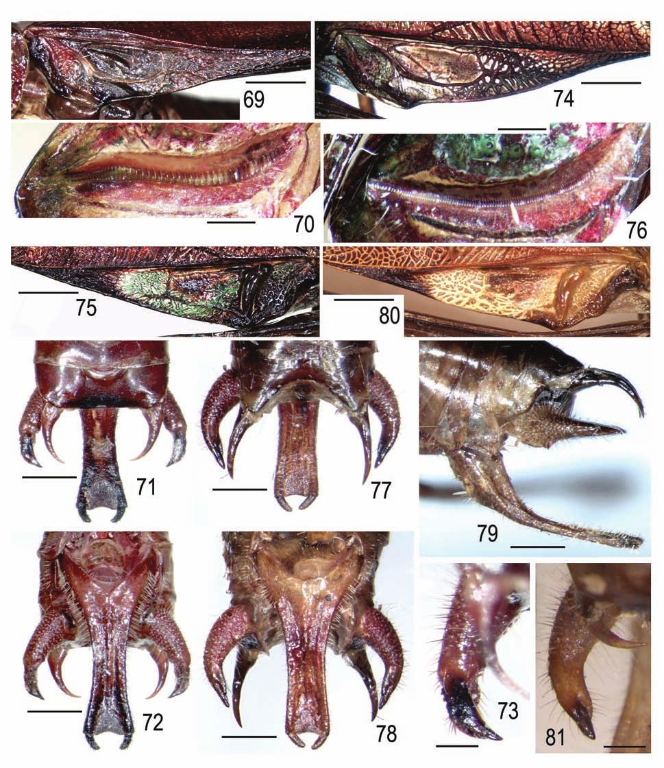 Systematics of American Tettigoniidae 3 121 Figs 69 81. Euceraia Heb., male: 69 73 E. umbrosa sp. nov.