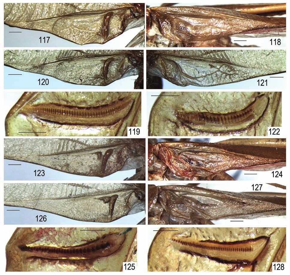 Systematics of American Tettigoniidae 3 127 Figs 117 128. Euceraia Heb., male: 117 119 E. convoluta sp. nov.