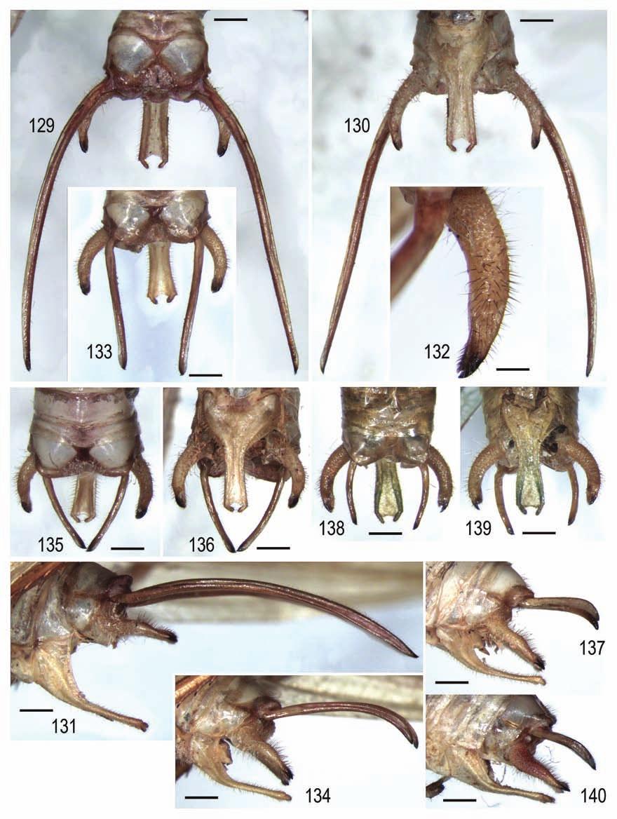 Systematics of American Tettigoniidae 3 129 Figs 129 140. Euceraia Heb., male: 129 137 E. varia sp. nov.