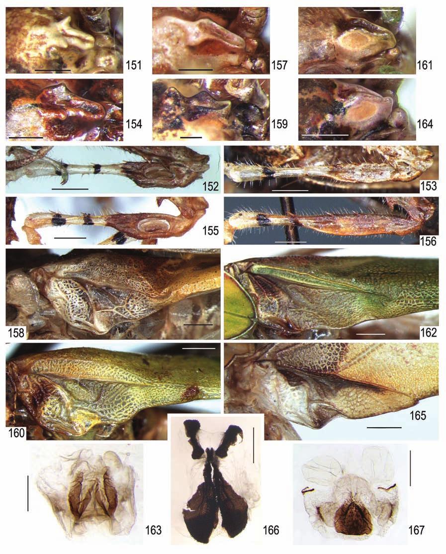 Systematics of American Tettigoniidae 3 135 Figs 151 167. Phaneropterinae: 151 153 Pycnopalpa?bicordata (S.-Farg. et A.-Serv.), subsp. 1; 154 156 P. porphyretica sp. nov.; 157, 158 P. occidentalis sp.
