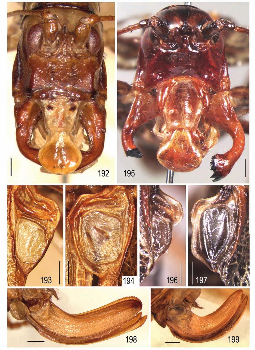 Systematics of American Tettigoniidae 3 141 Figs 192 199. Pleminiinae and Phaneropterinae: 192 194 Gnathoclita peruviana Carl; 195 197 G. anostostoma Gor.; 198 Euceraia varia sp. nov.
