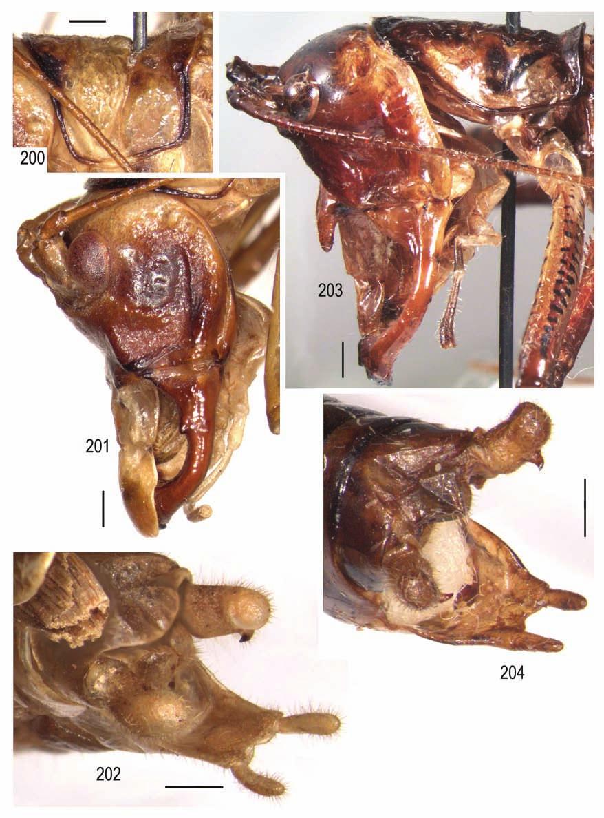 Systematics of American Tettigoniidae 3 145 Figs 200 208. Gnathoclita Hagenbach, male: 200 202 G. peruviana Carl; 203, 204 G. anostostoma Gor.