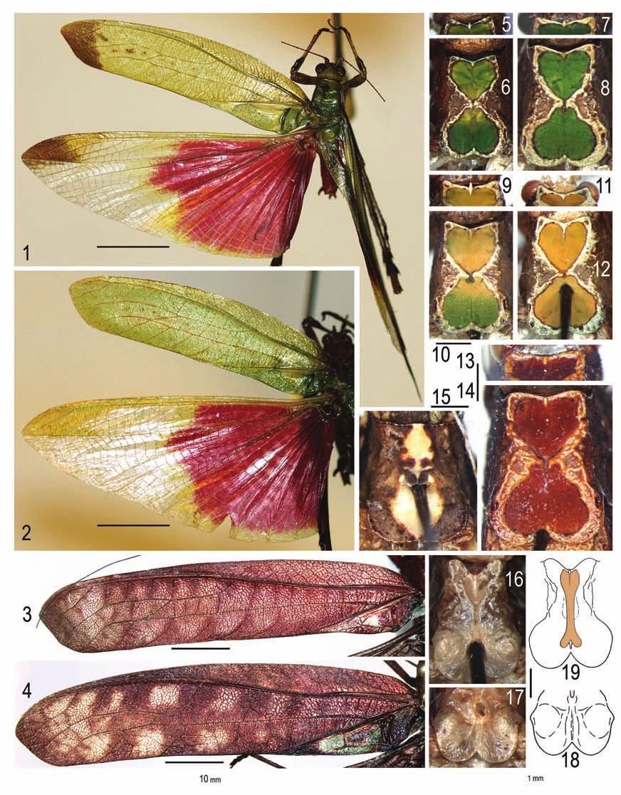 Systematics of American Tettigoniidae 3 113 Figs 1 19. Phaneropterinae: 1 Vellea pulchra sp. nov.; 2 V. mexicana Marquez; 3 Euceraia umbrosa sp. nov.; 4 E. subaquila subaquila Grant; 5 12 Pycnopalpa?