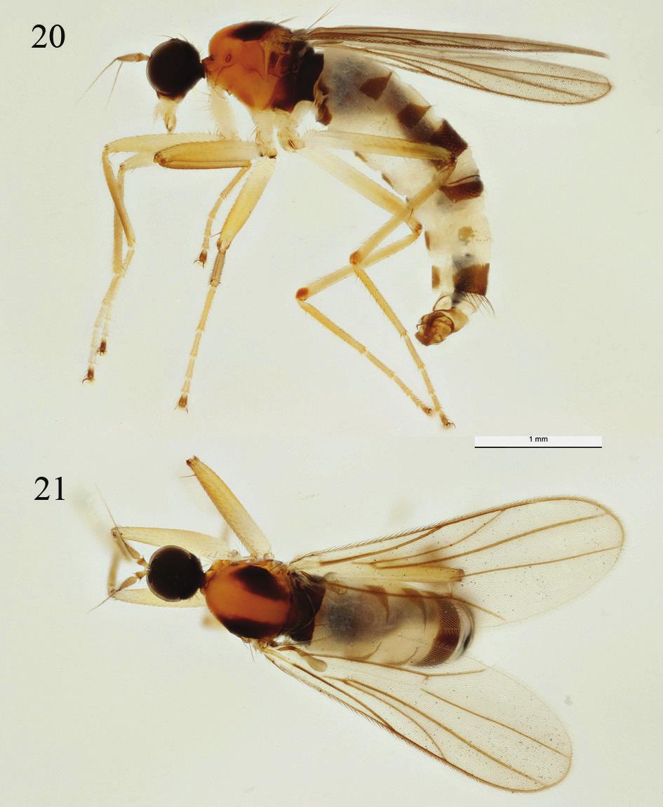 Grootaert & Igor Shamshev: New species of fast-running flies from Singapore Figs. 20 21.