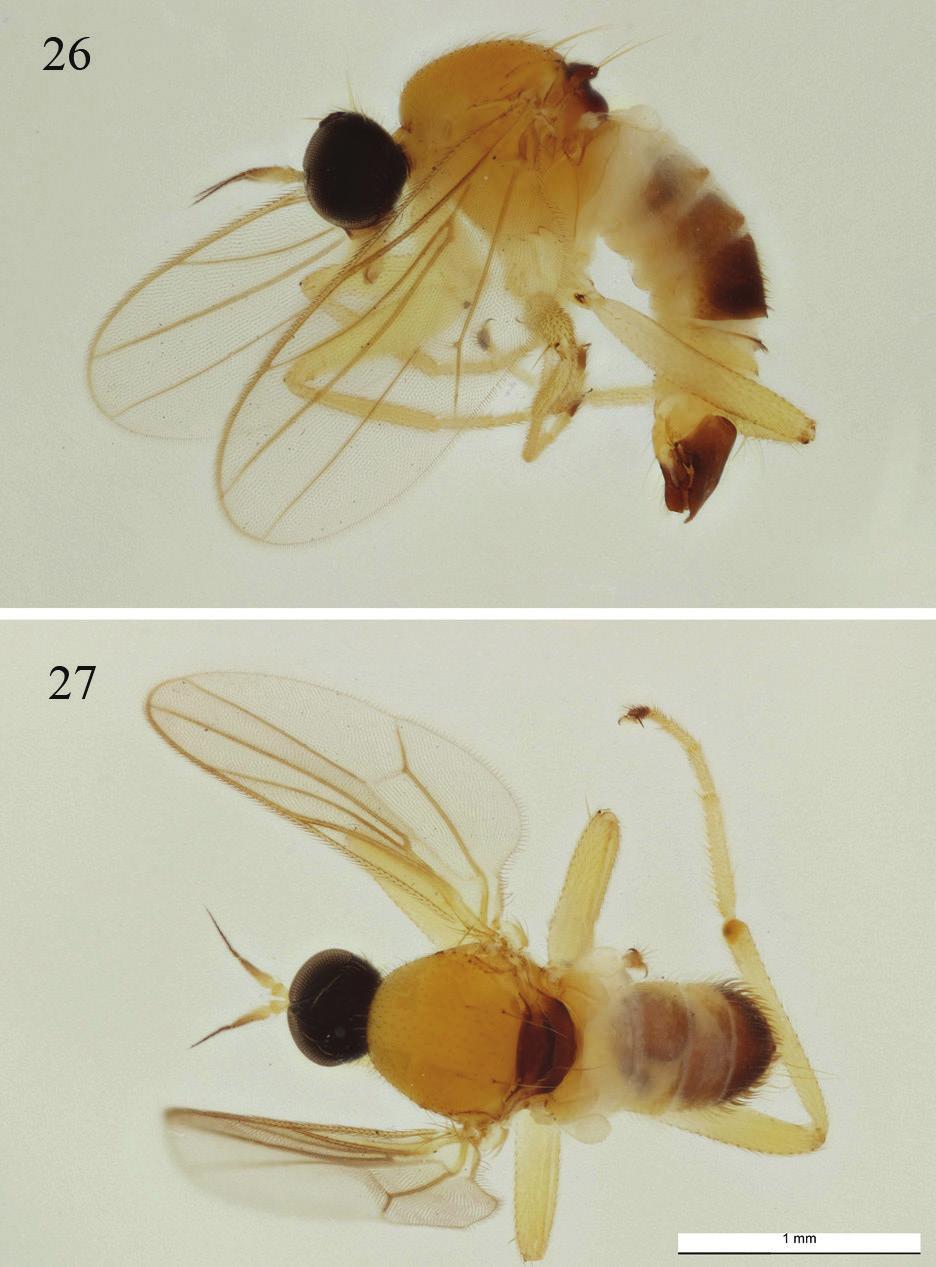 Grootaert & Igor Shamshev: New species of fast-running flies from Singapore Figs.
