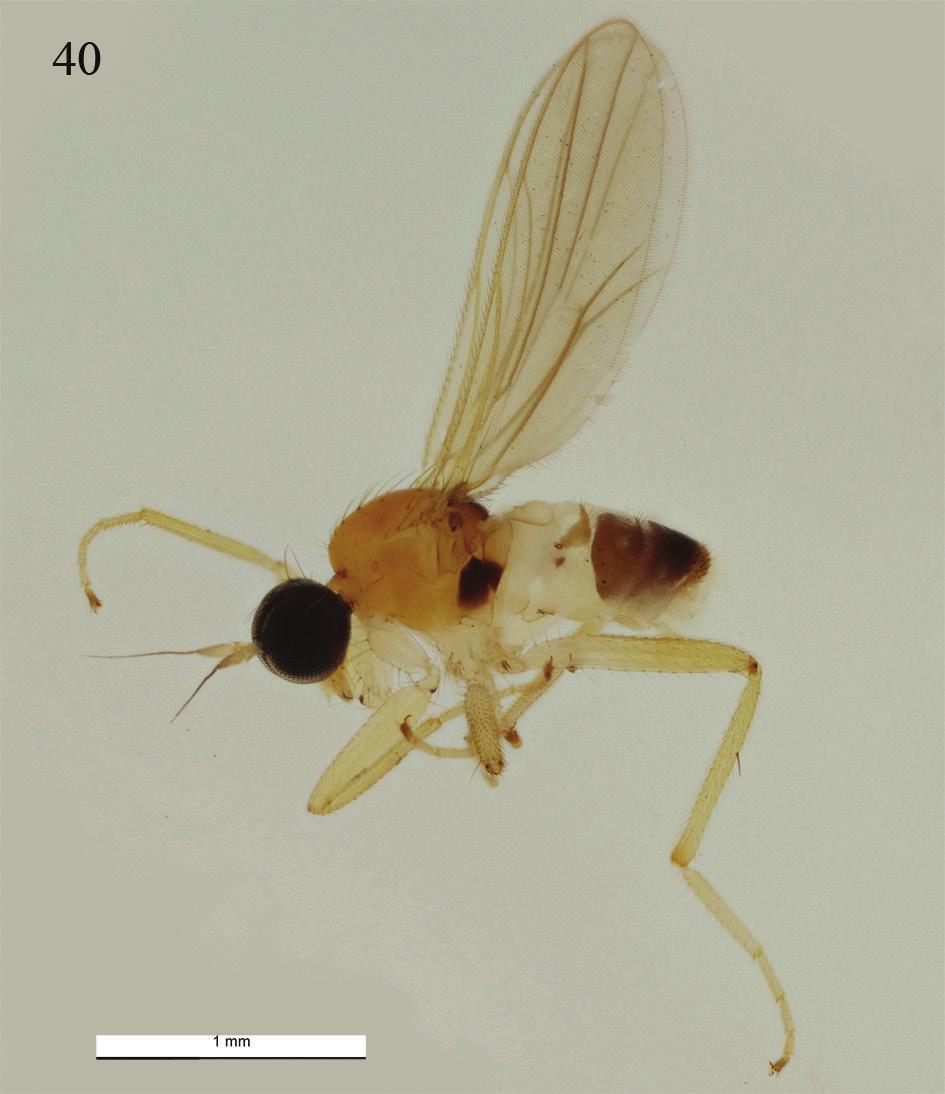 Grootaert & Igor Shamshev: New species of fast-running flies from Singapore Fig. 40. Elaphropeza singulata Shamshev & Grootaert, 2007 male habitus lateral. Genitalia removed and illustrated in Figs.