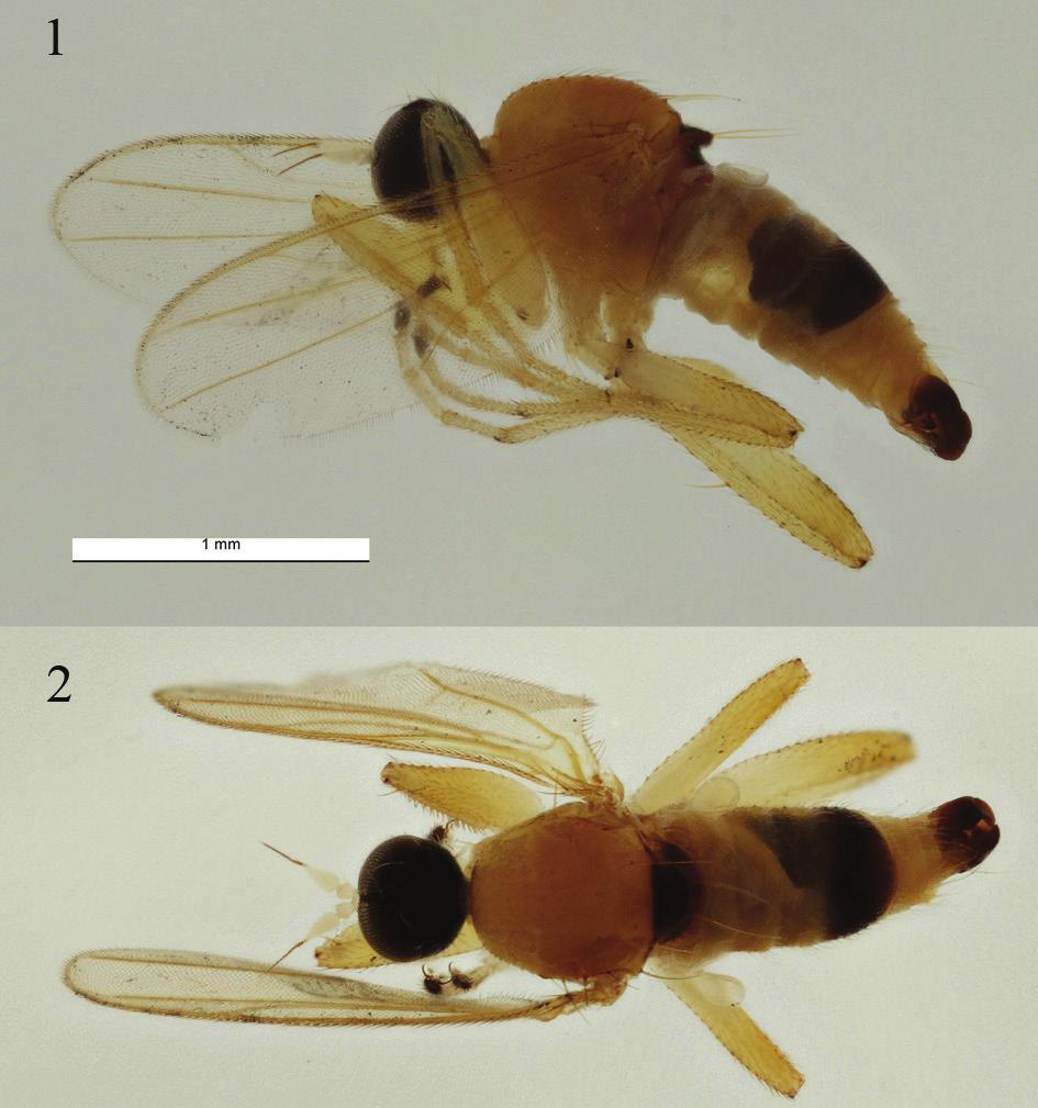 Figs. 1 2. Elaphropeza albicornis, new species, male 1, habitus lateral; 2, habitus dorsal.