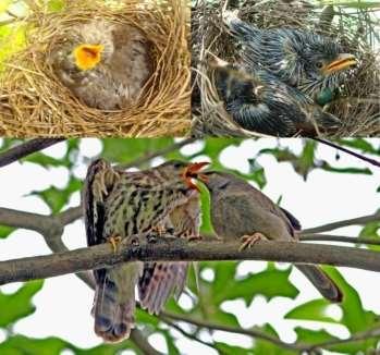 Fig 3: Common hawk cuckoo chick (Upper left) and Jacobin cuckoo chicks with host egg (Upper right); Jungle babbler feeding Common hawk cuckoo chick (Lower) 4.