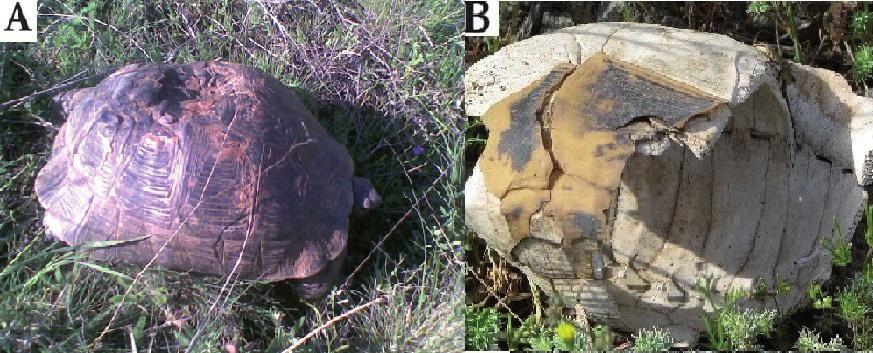 A preliminary study on the Mediterranean spur-thighed tortoise Testudo graeca 131 Figure 3. A: Testudo graeca hit by a common buzzard in Ardabil. B: Skeleton of T. graeca in study area.