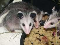 - Can put food in large pan of dirt with rocks so they can learn to forage on their own -
