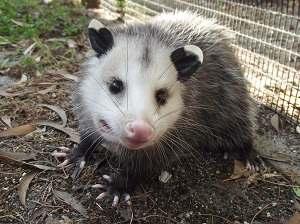 RELEASE Recommendations: At about 5 months of age, opossum should be over 6 excluding tail Some recommend later release, 12-14 excluding tail