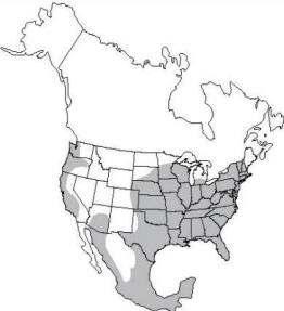 NATURAL HISTORY Found throughout most of United States Typical home territory is 300 acres Will travel up to 2