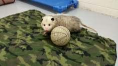 CAPTIVE OPOSSUMS Can make excellent animal ambassadors Make sure to give adequate space for daily exercise Exercise wheel works well Offer well rounded diet accounting for decreased activity Fruits,