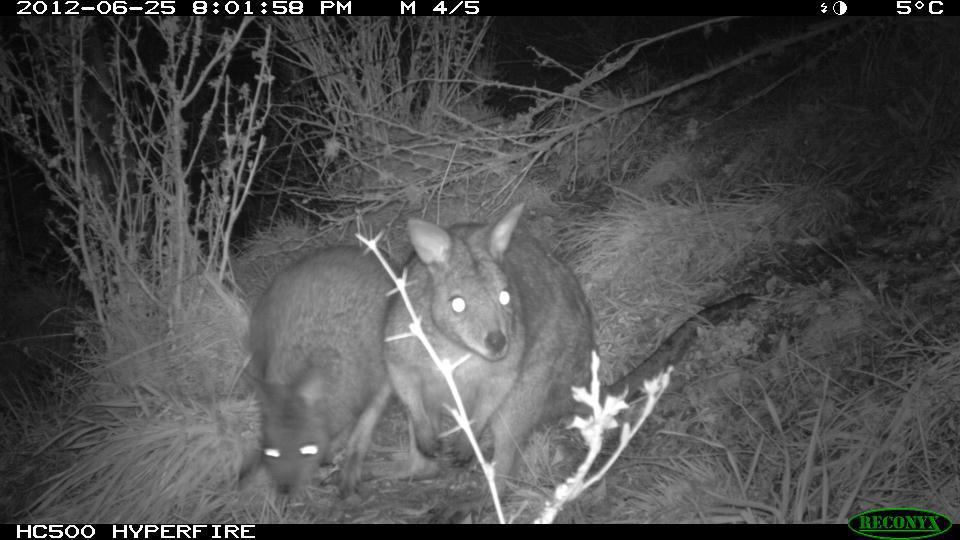 New wallaby population confirmed west of
