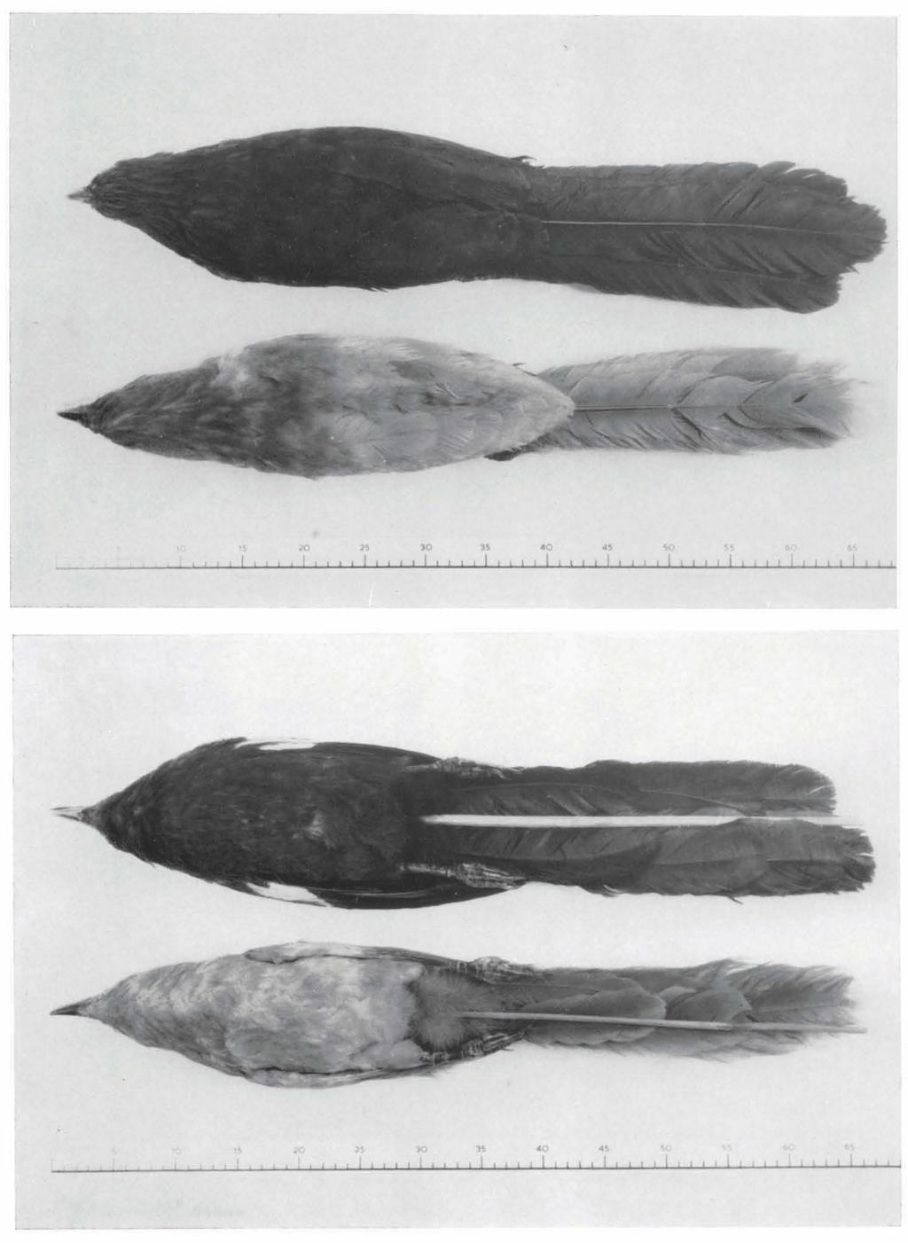 aberrant plumage resembling the " kangeangensis" plumage of Centropus sinensis kangeangensis.