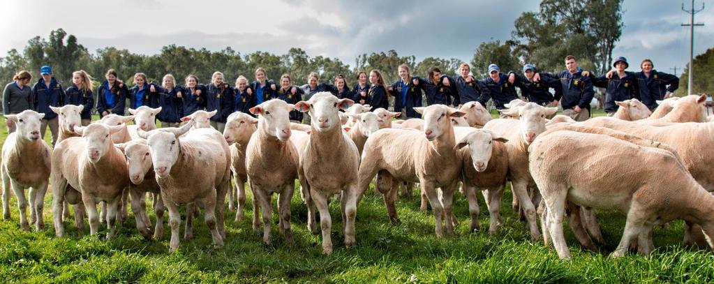 Yanco White Suffolks Inaugural Annual On Property RAM SALE 11:30am Thursday, 15th September