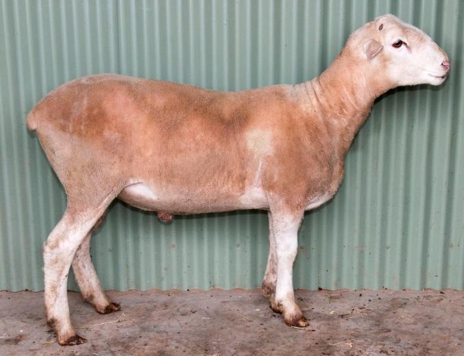 Selected as a backup ram for Yanco s artificial insemination program Terrific length and smoothness through the shoulder Later maturing type with exceptional growth (top 1%) Suit