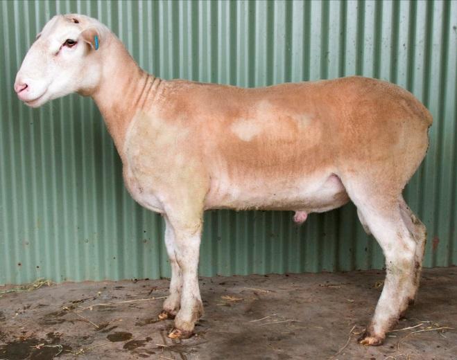 44 1.8 Dam: Yanco 130128 Accuracy (%) 56 43 41 One of the top L performance rams in drop Good growth and worm resistance (top 30%) Easy doing, stylish ram with superb structure Lot