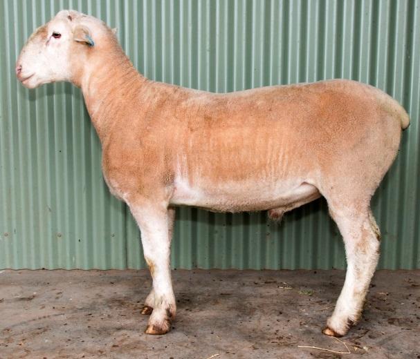 Used to back up Yanco s annual AI program Tremendous length, volume and style Good growth & muscling (top 20%) Not recommended for areas with high worm burden Lot
