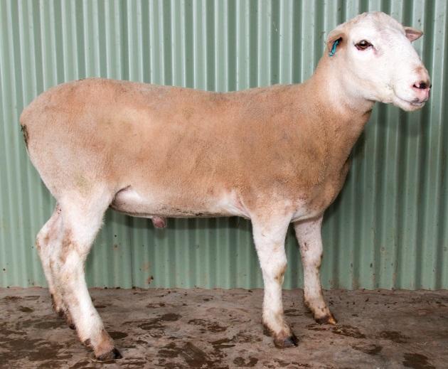 7 Dam: Yanco 130020 Accuracy (%) 59 48 45 L Good growth and muscling (top 20%) Excellent L Ram (top 10%) Solid balanced package of carcass,and figures Lot 4-150038 4